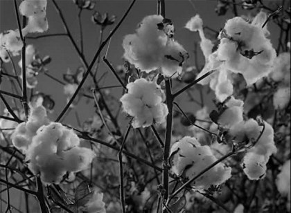 Poster for Gone with the Wind - Short - The Old South